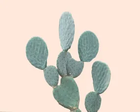 Minimal Cactus No. 3